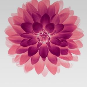 Meet your Posher, Carly